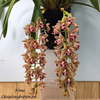 Cymbidium Mary Green Spring